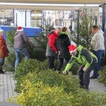 Lions rynek (11)