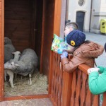 Lions rynek (48)